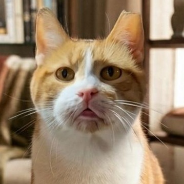 YAYO, Adoptable, Senior Male Domestic Short Hair.