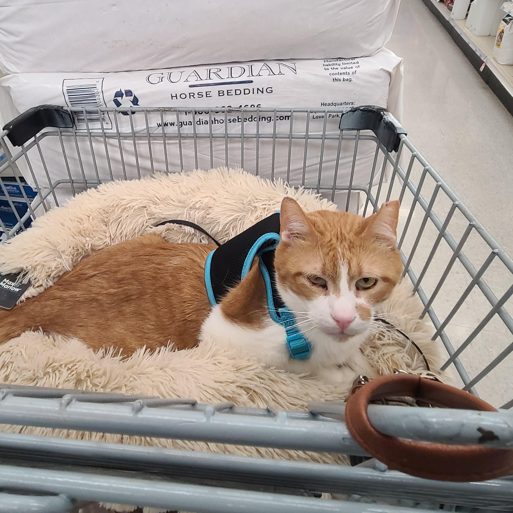 Enlarge YAYO, a Adoptable Domestic Short Hair in Barron, WI image 3/5