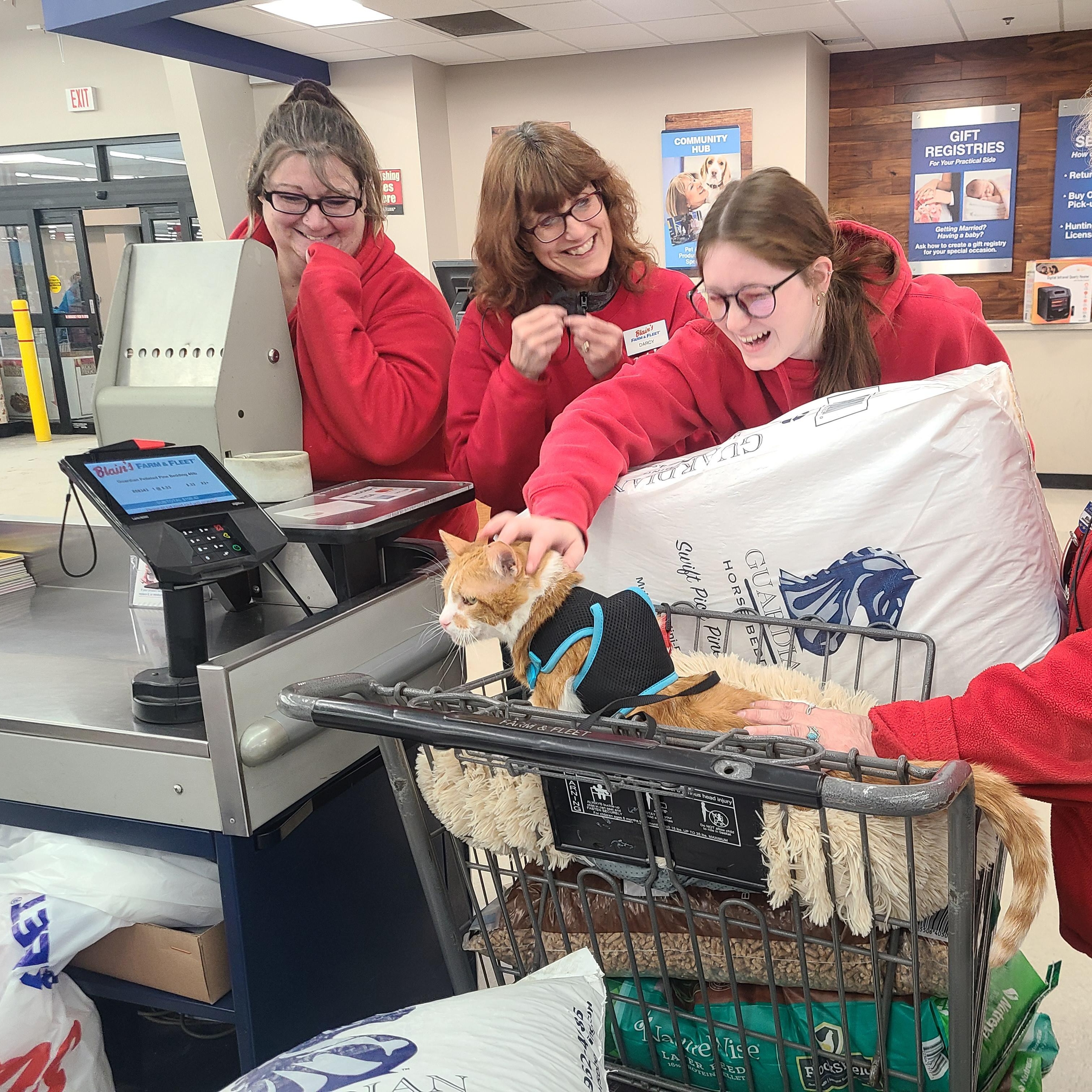 Enlarge YAYO, a Adoptable Domestic Short Hair in Barron, WI image 4/5
