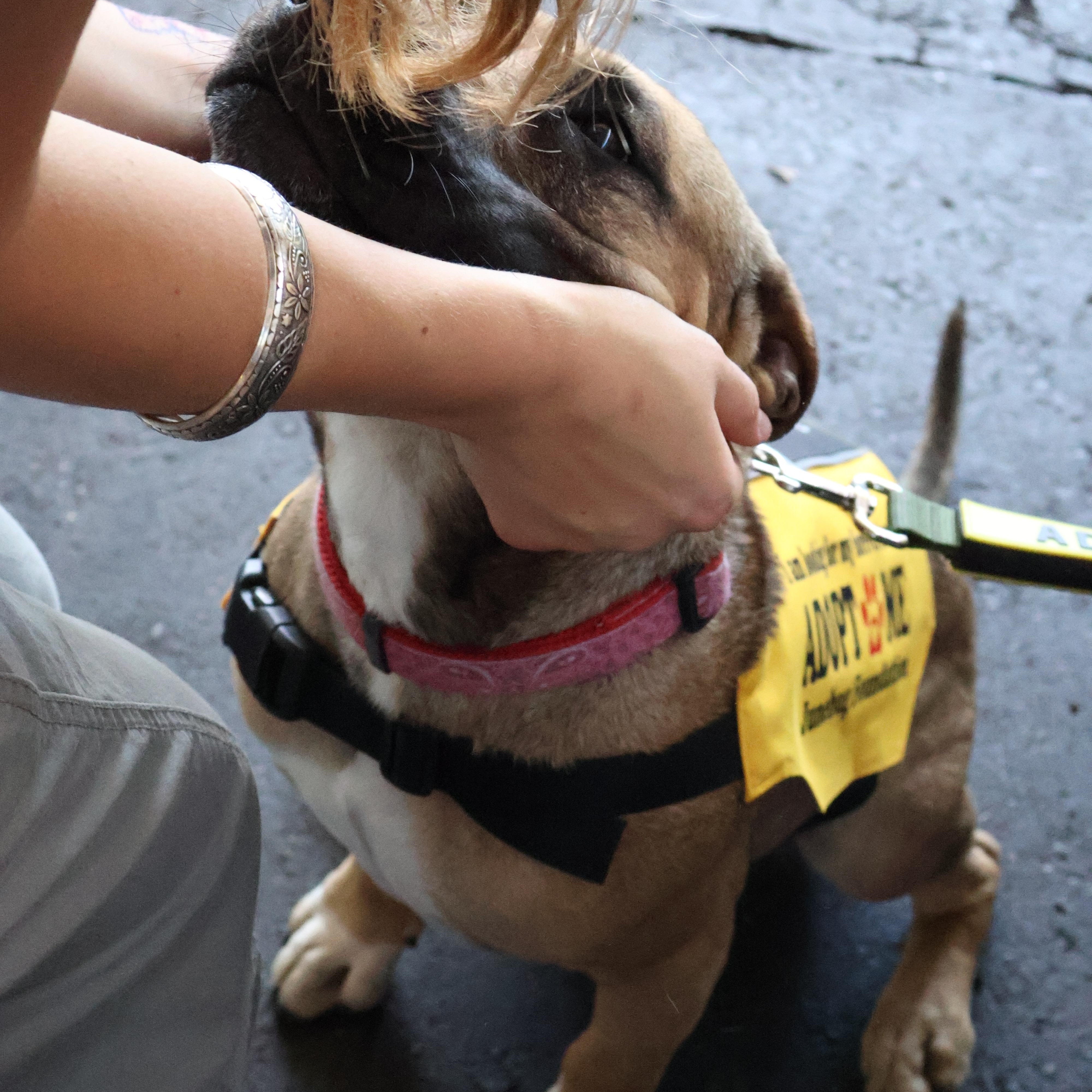 Enlarge Nugget, a ADOPTABLE mixed breed in Penryn, CA image 3/6