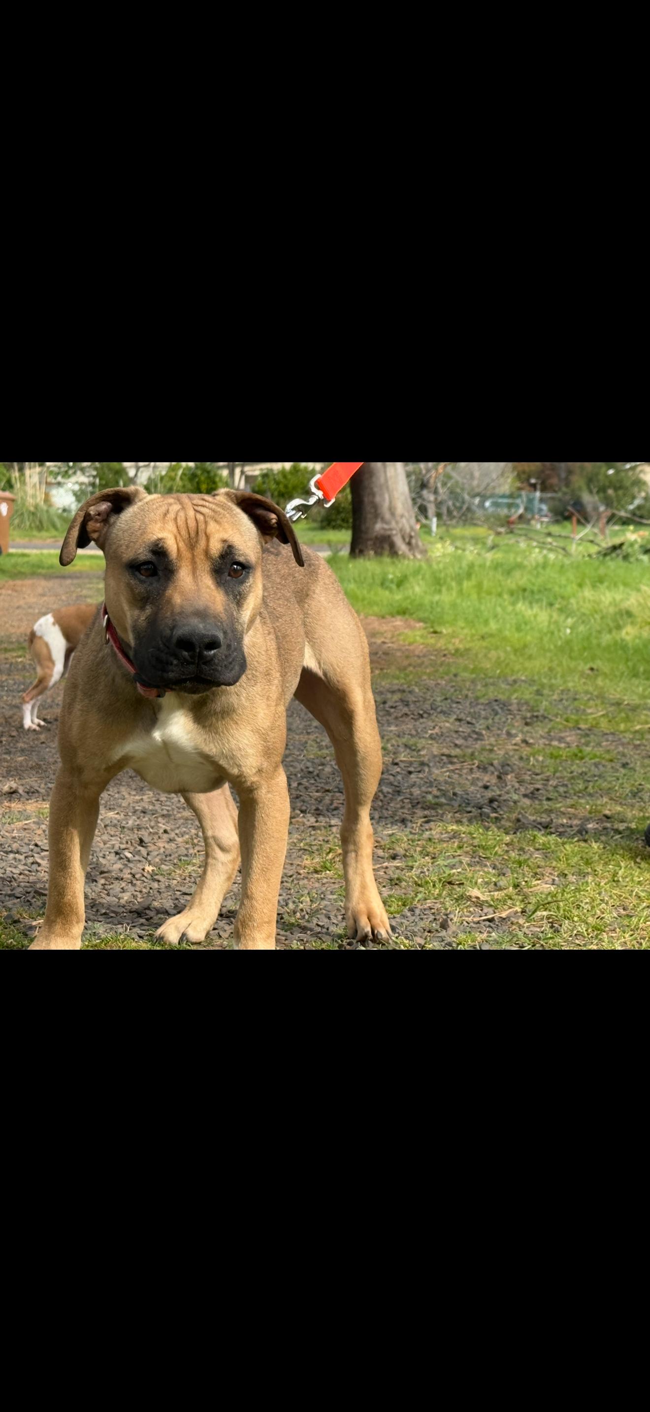 Enlarge Nugget, a ADOPTABLE mixed breed in Penryn, CA image 2/3
