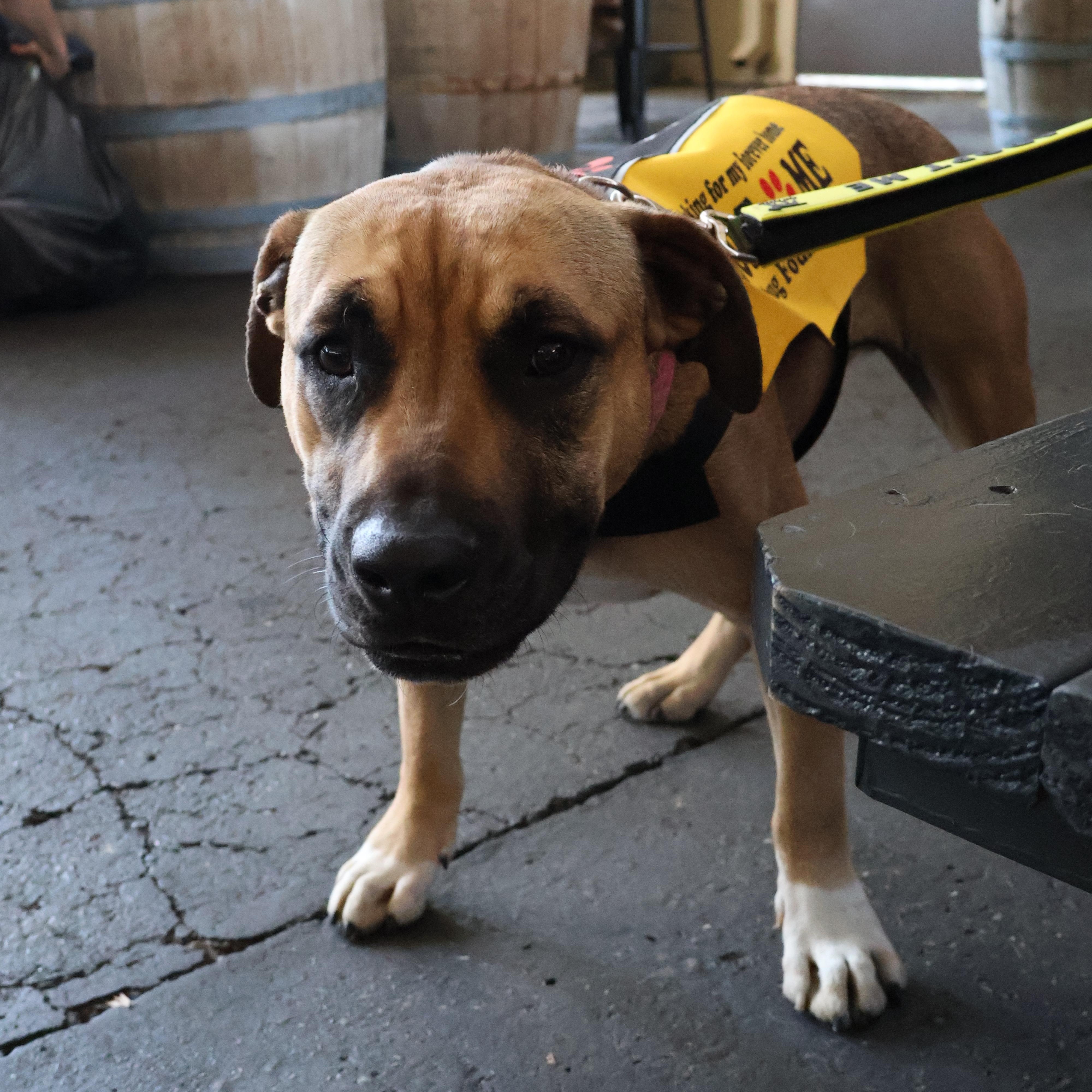 Enlarge Nugget, a ADOPTABLE mixed breed in Penryn, CA image 2/6