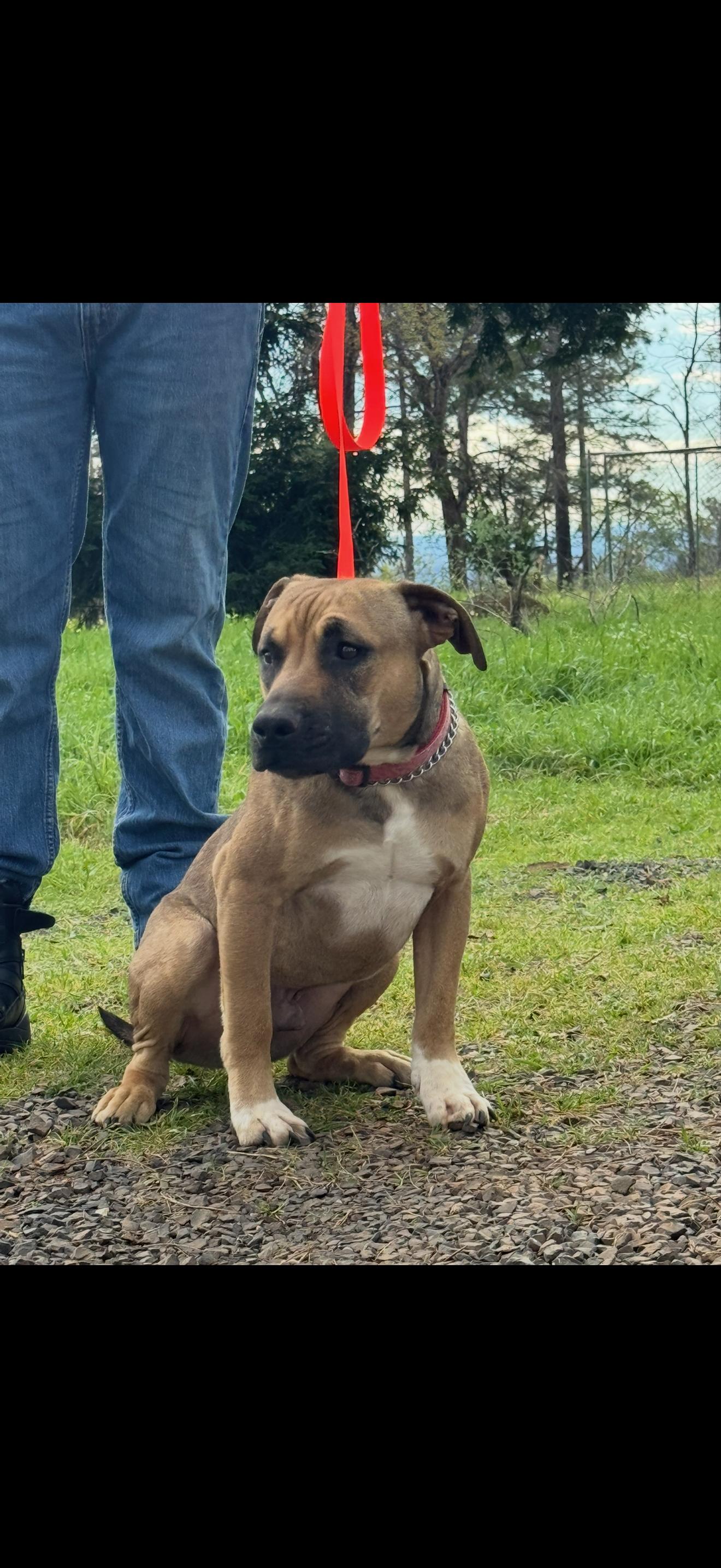 Enlarge Nugget, a ADOPTABLE mixed breed in Penryn, CA image 3/3