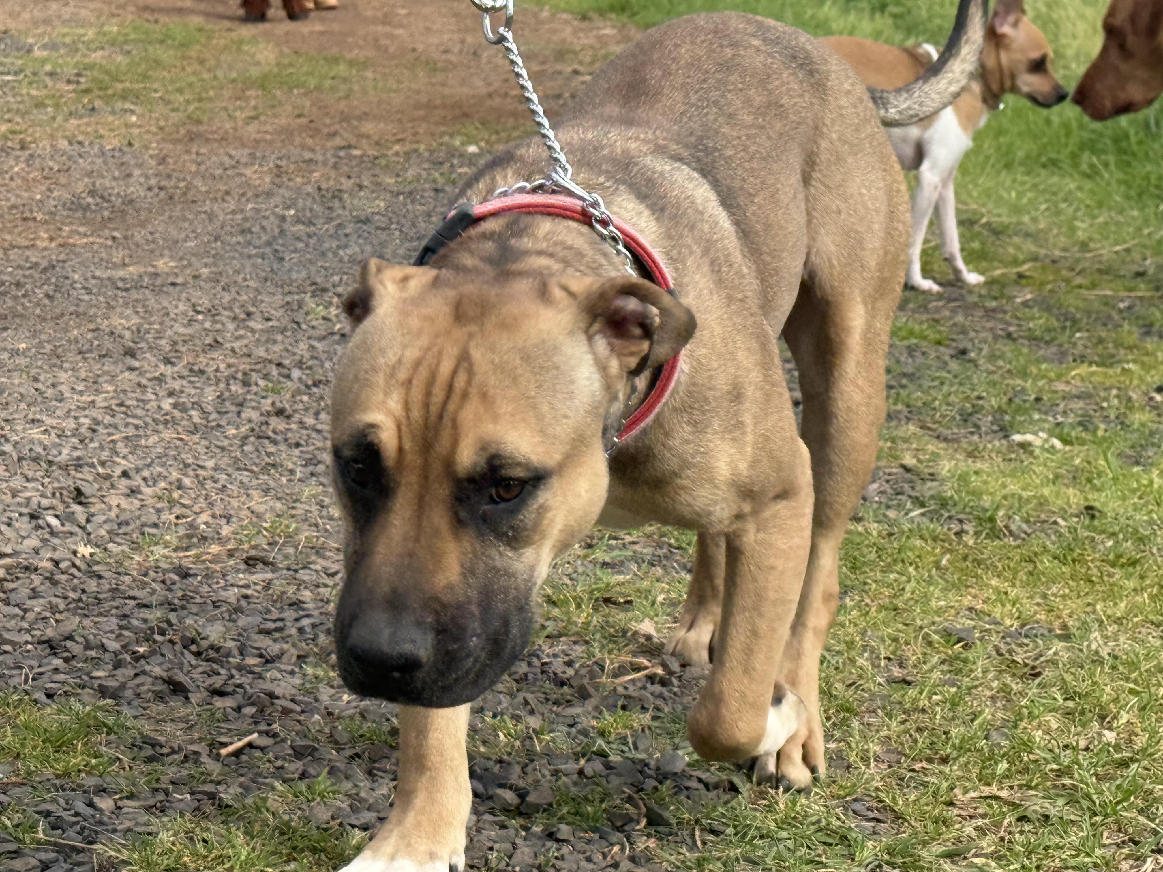 Nugget, ADOPTABLE, Young Male American Bully.