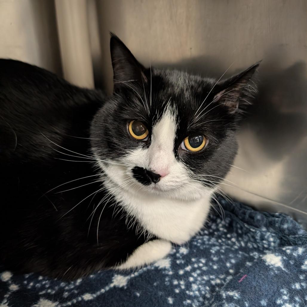 Momo, Adoptable, Adult Female Domestic Short Hair.