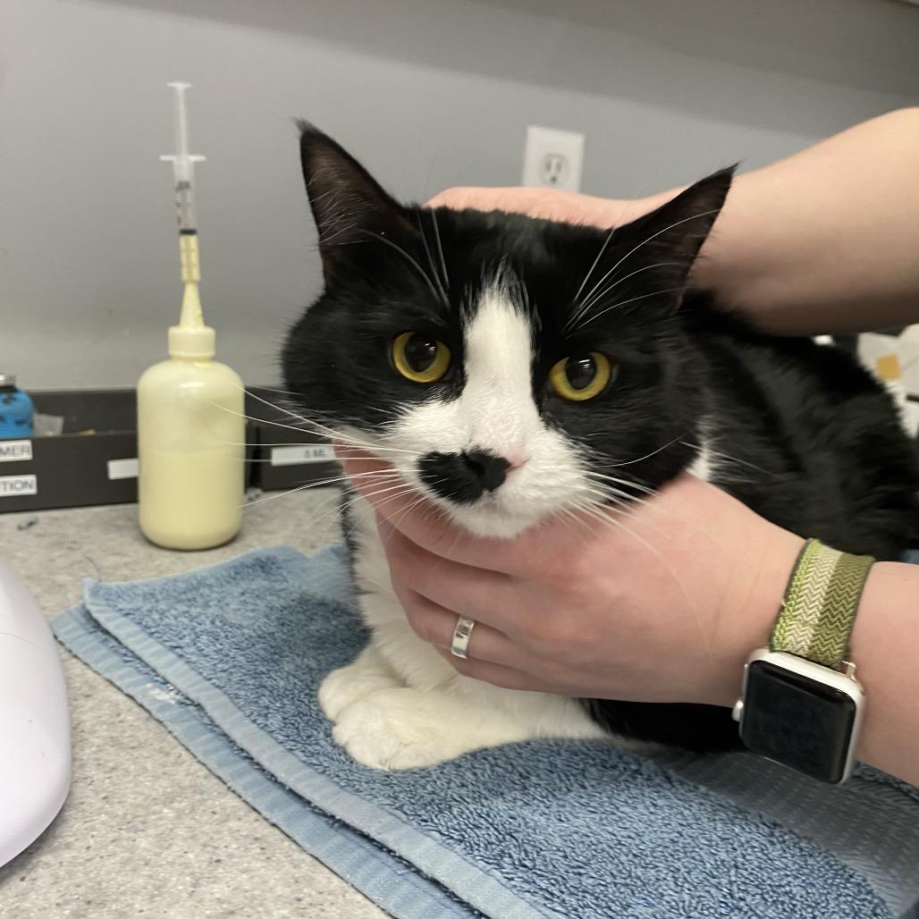 Enlarge Momo, a Adoptable Domestic Short Hair in Spokane, WA image 3/6