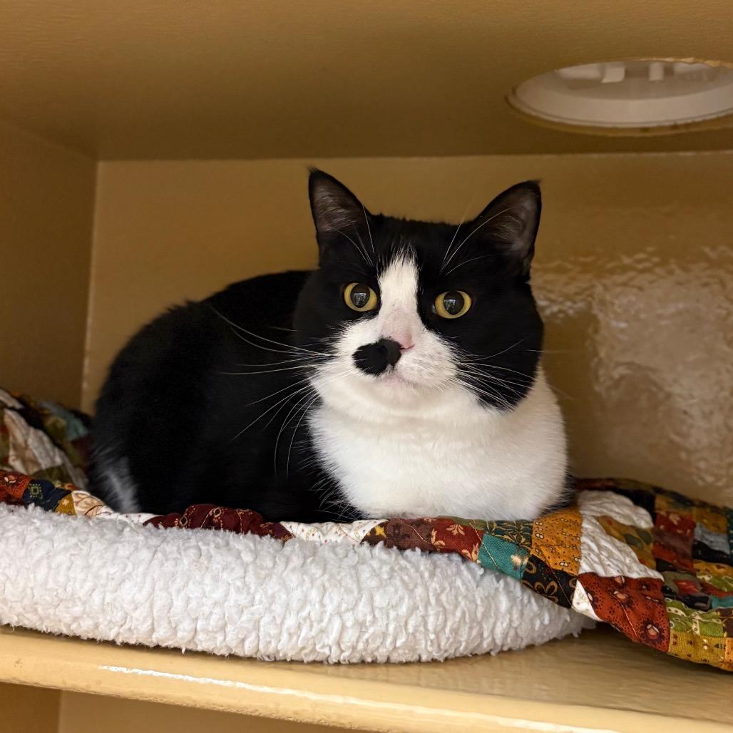 Enlarge Momo, a Adoptable Domestic Short Hair in Spokane, WA image 6/6