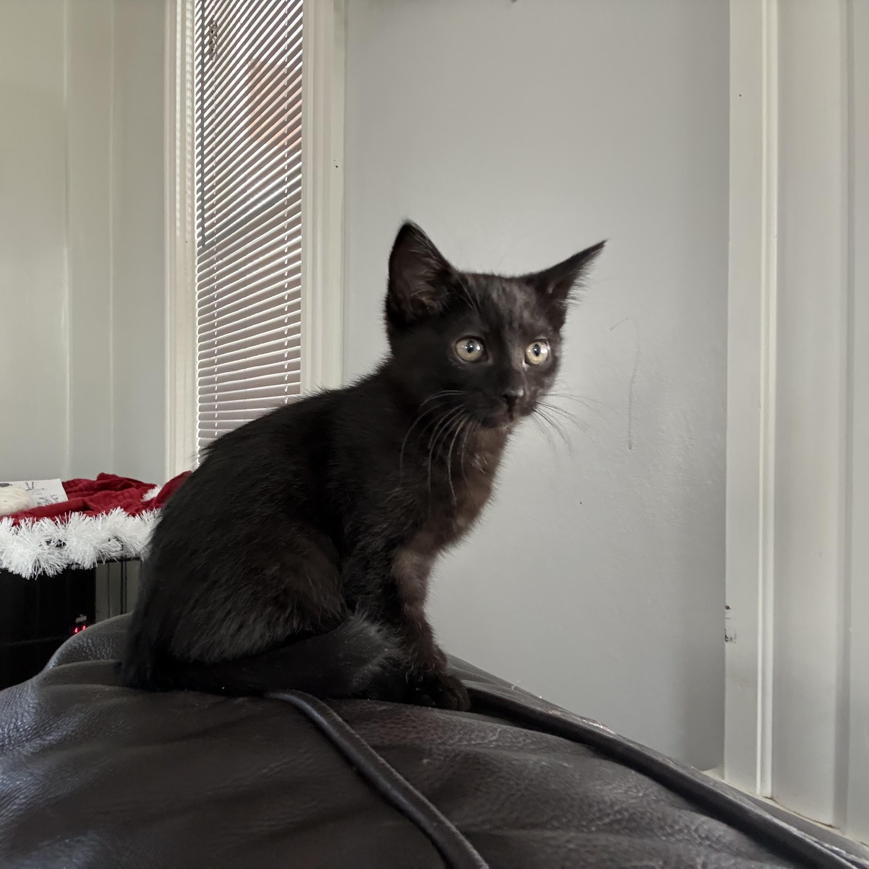 Enlarge Nova & Aspen , an adoptable Domestic Short Hair in Canton, MA image 2/3