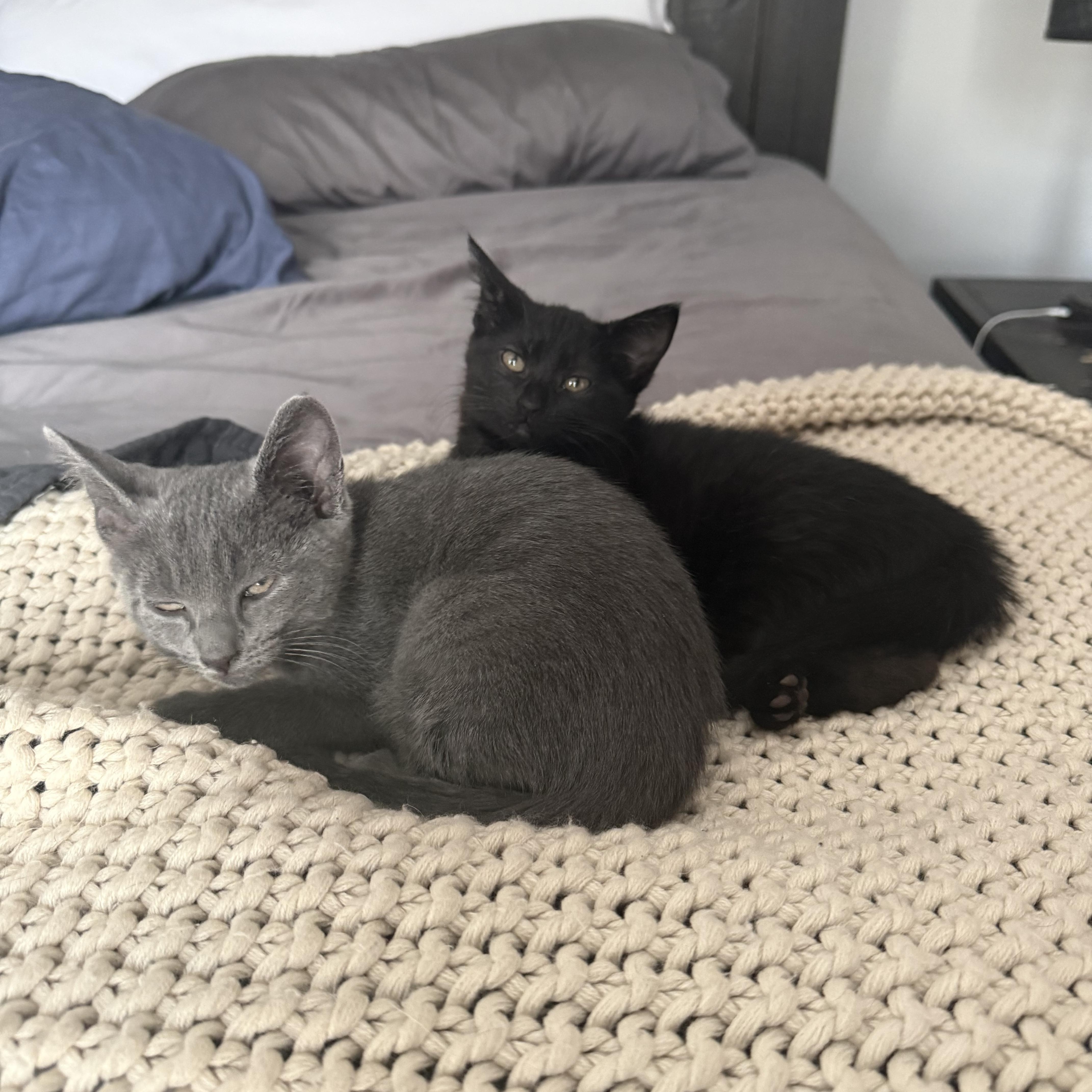 Nova & Aspen , adoptable, Kitten Female Domestic Short Hair.
