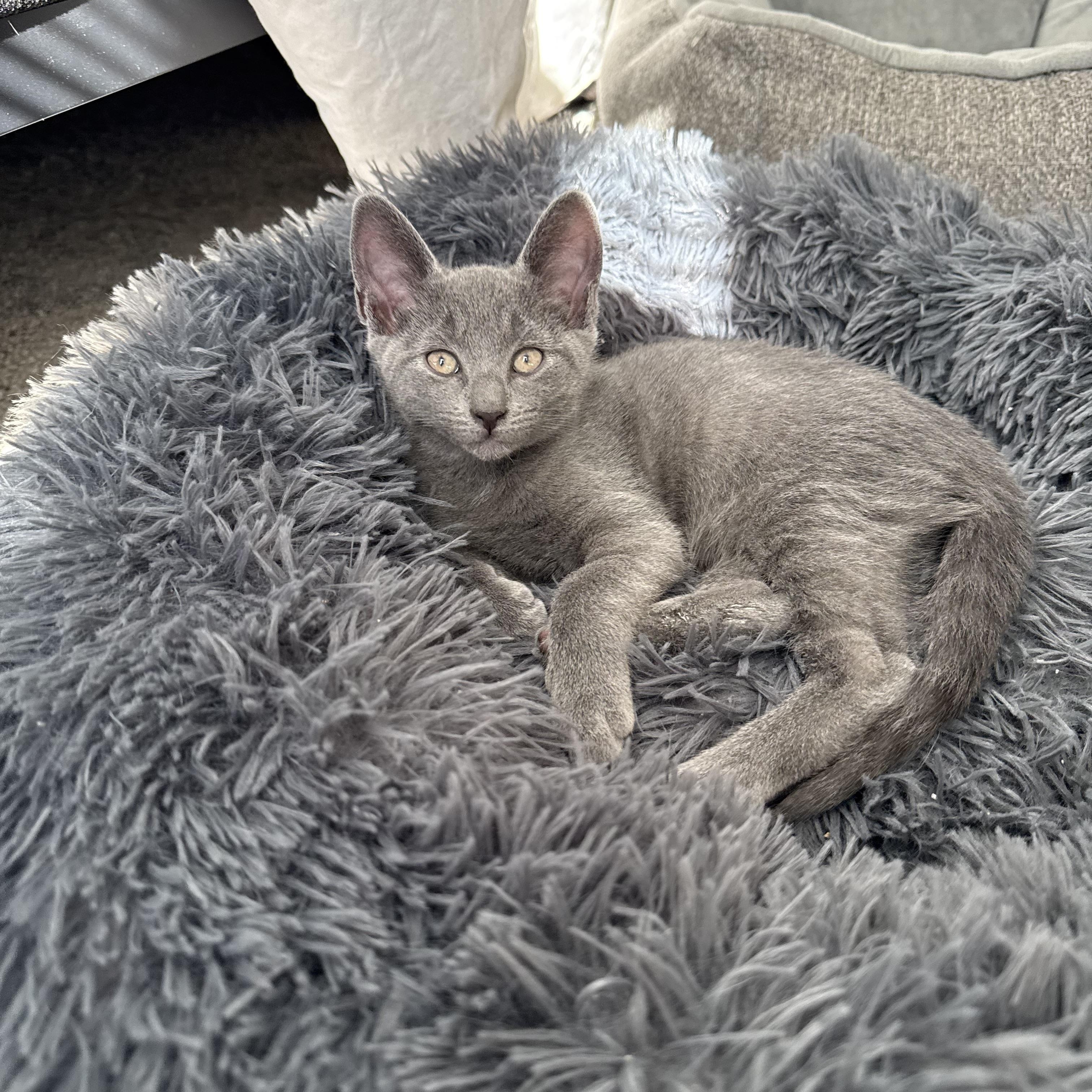 Enlarge Nova & Aspen , an adoptable Domestic Short Hair in Canton, MA image 3/3