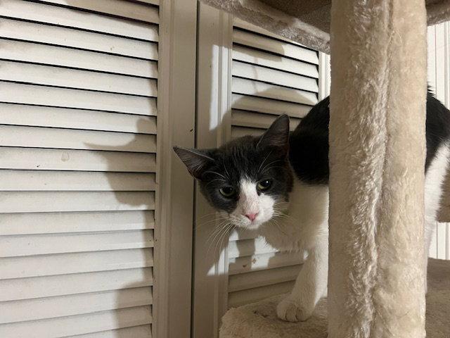 Rya, Adoptable, Young Female Domestic Short Hair.