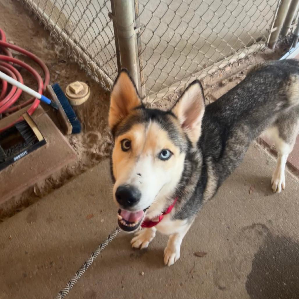 Enlarge Alaska, a Adoptable Husky in Austin, TX image 1/1