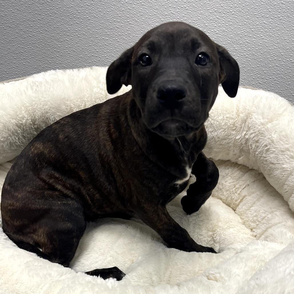 Enlarge Winter, an adopted mixed breed in Monticello, IA image 1/1