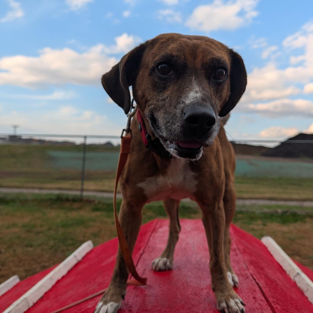 Franklin, Adoptable, Adult Male Beagle.