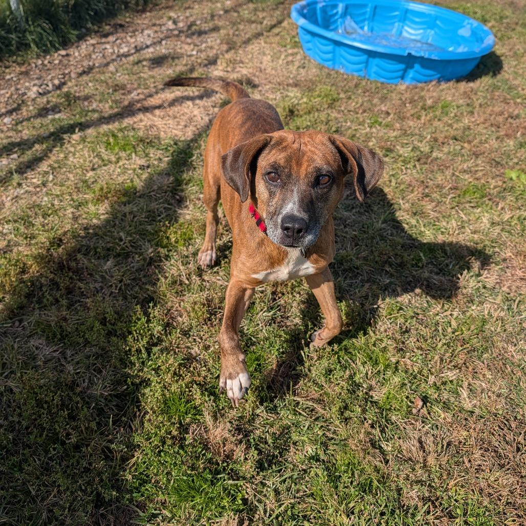 Enlarge Franklin, a Adoptable Beagle in Jasper, IN image 3/6