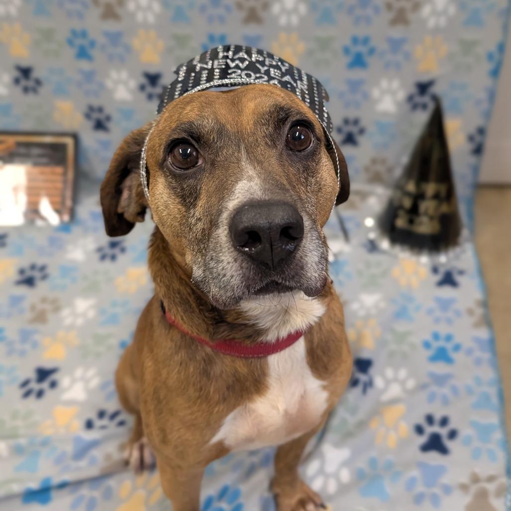 Enlarge Franklin, a Adoptable Beagle in Jasper, IN image 4/6
