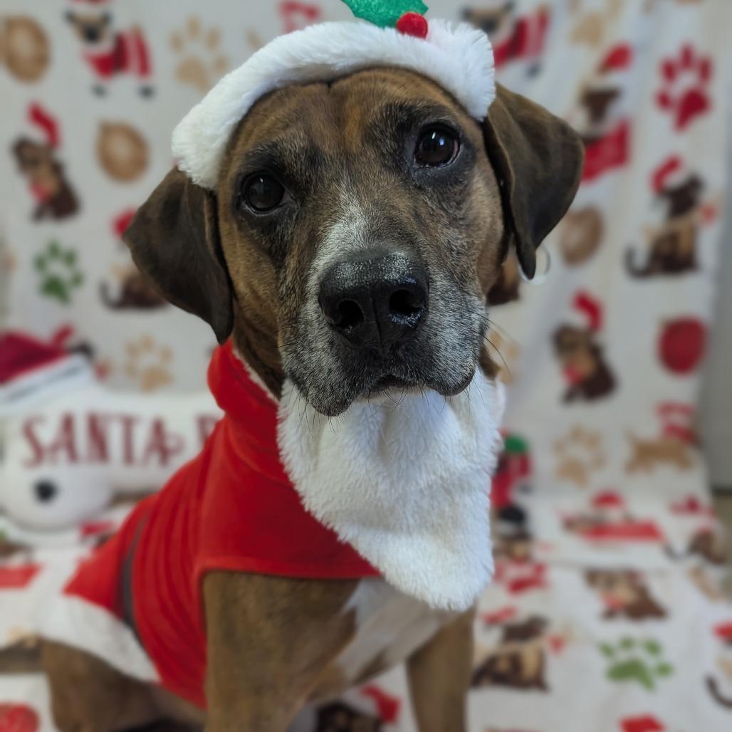 Enlarge Franklin, a Adoptable Beagle in Jasper, IN image 5/6