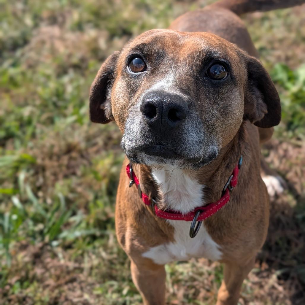Enlarge Franklin, a Adoptable Beagle in Jasper, IN image 6/6