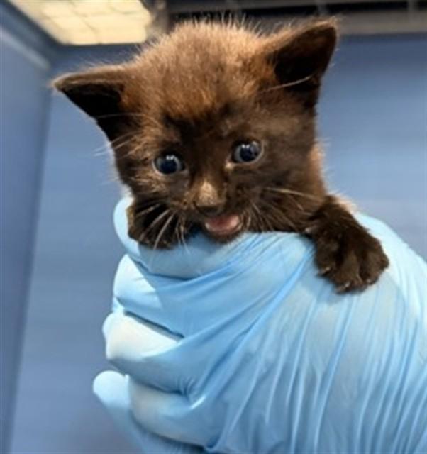 FIFI, Adoptable, Kitten Female Domestic Short Hair.