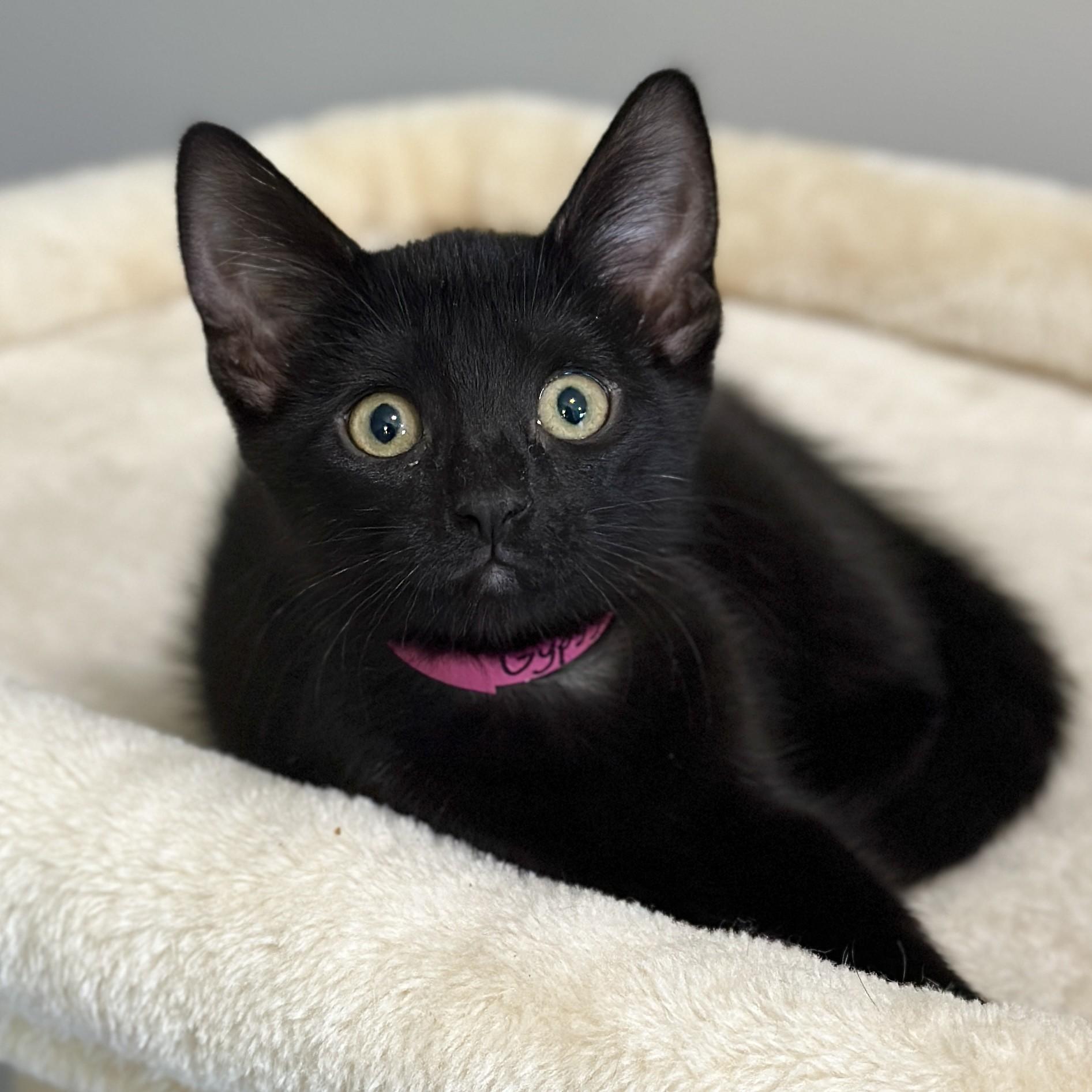 Enlarge Gypsy, an adopted Domestic Short Hair in Victor, NY image 2/2