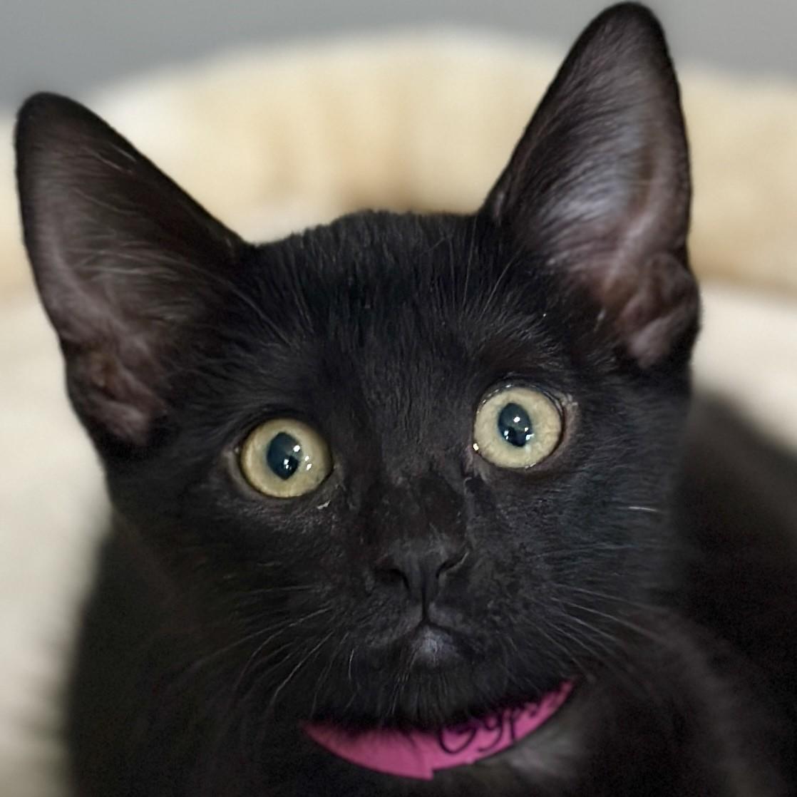 Gypsy, adopted, Kitten Female Domestic Short Hair.