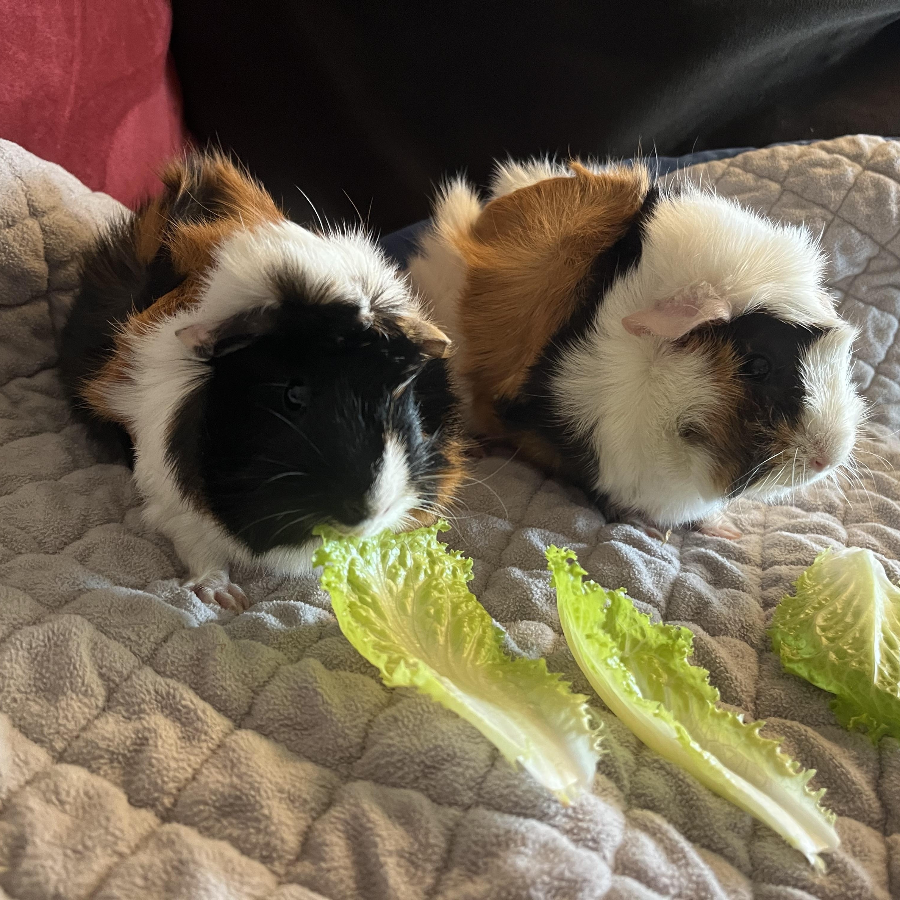 Enlarge Pebbles & Bam Bam, an adoptable Guinea Pig in Austin, TX image 2/4
