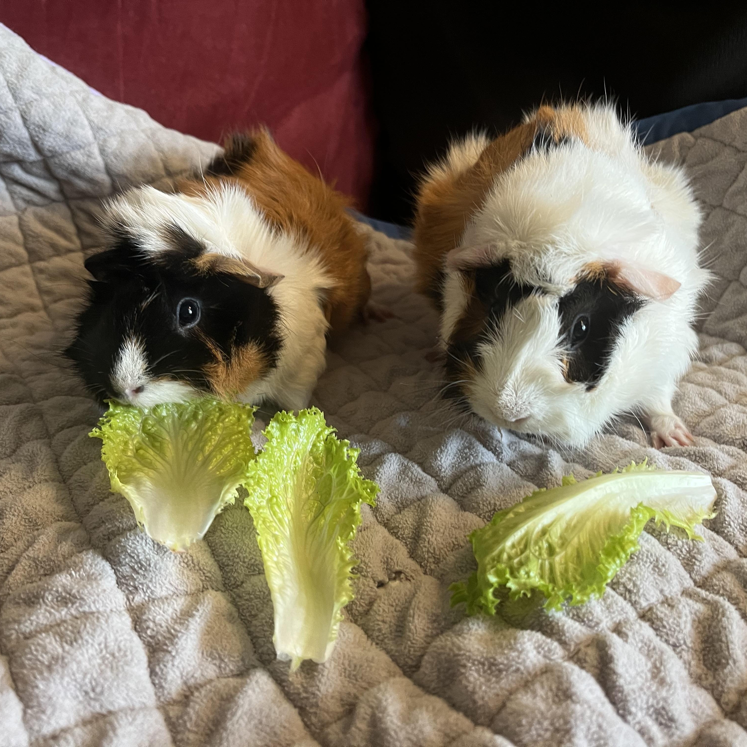 Enlarge Pebbles & Bam Bam, an adoptable Guinea Pig in Austin, TX image 1/4