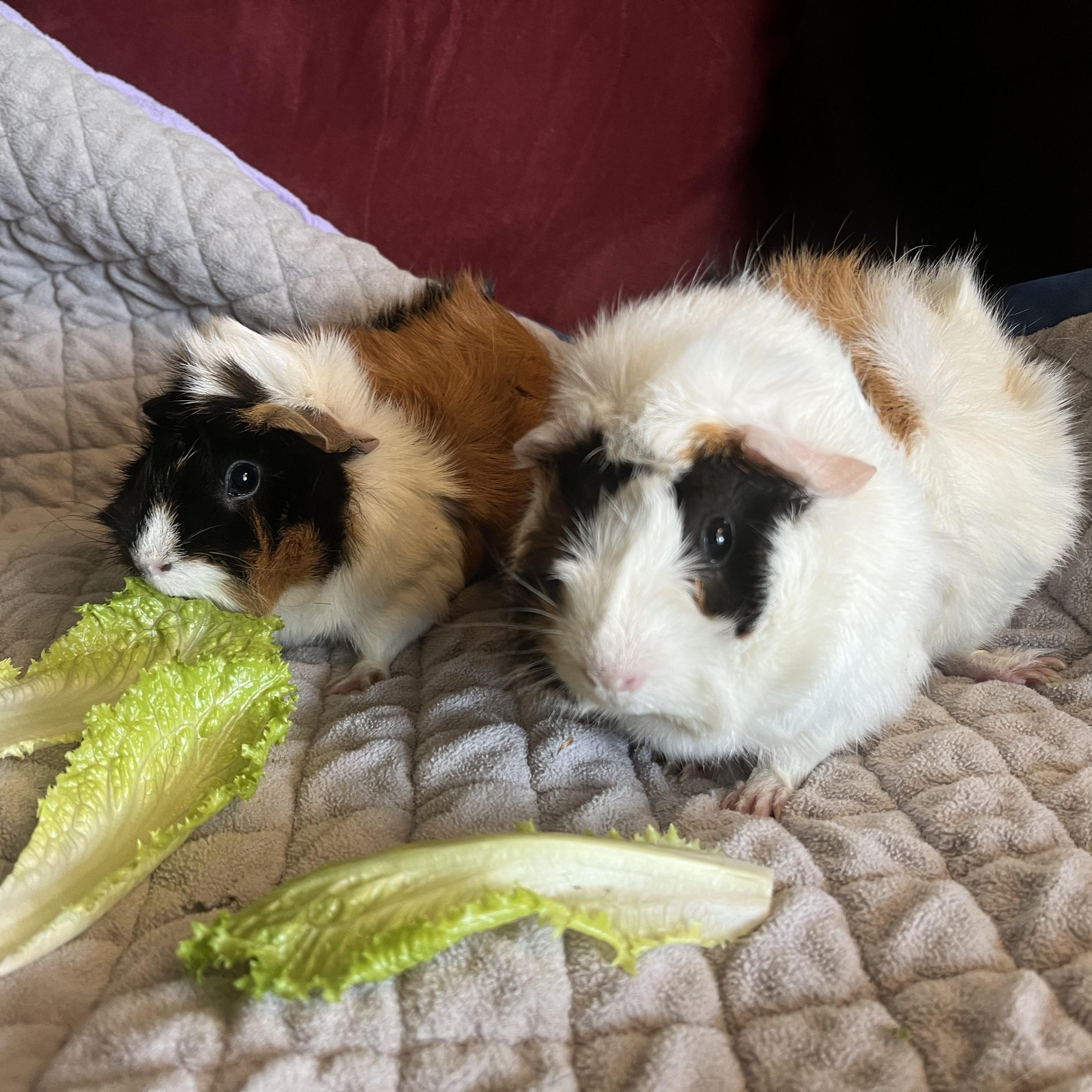 Enlarge Pebbles & Bam Bam, an adoptable Guinea Pig in Austin, TX image 3/4