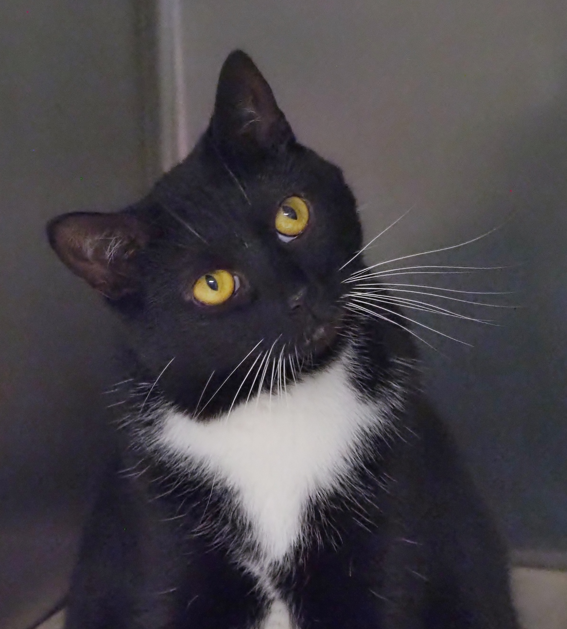 Pixie, Young Female unknown