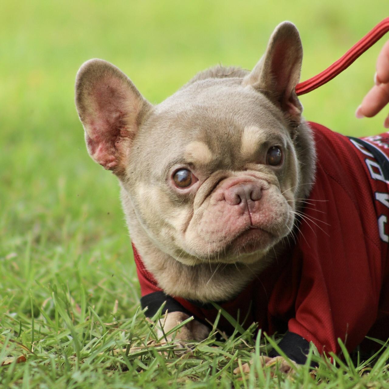 Enlarge Stevie Wonder, a Adoptable French Bulldog in Richmond Hill, GA image 4/4