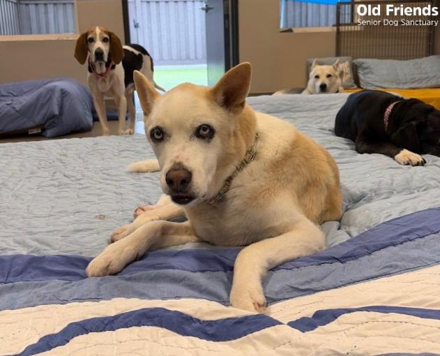 Enlarge Spirit, a ADOPTABLE mixed breed in Mount Juliet, TN image 1/1