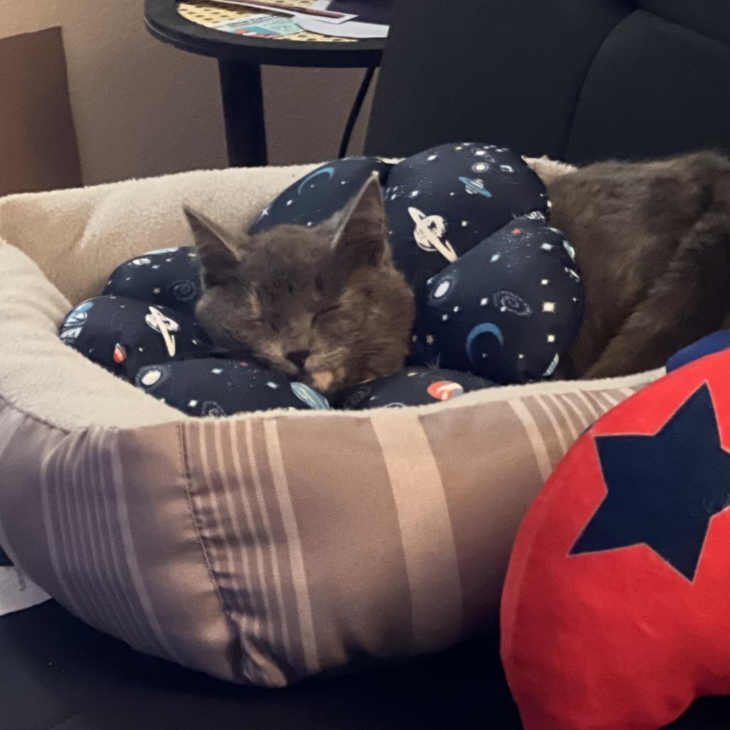 Chef — thumbnail 3