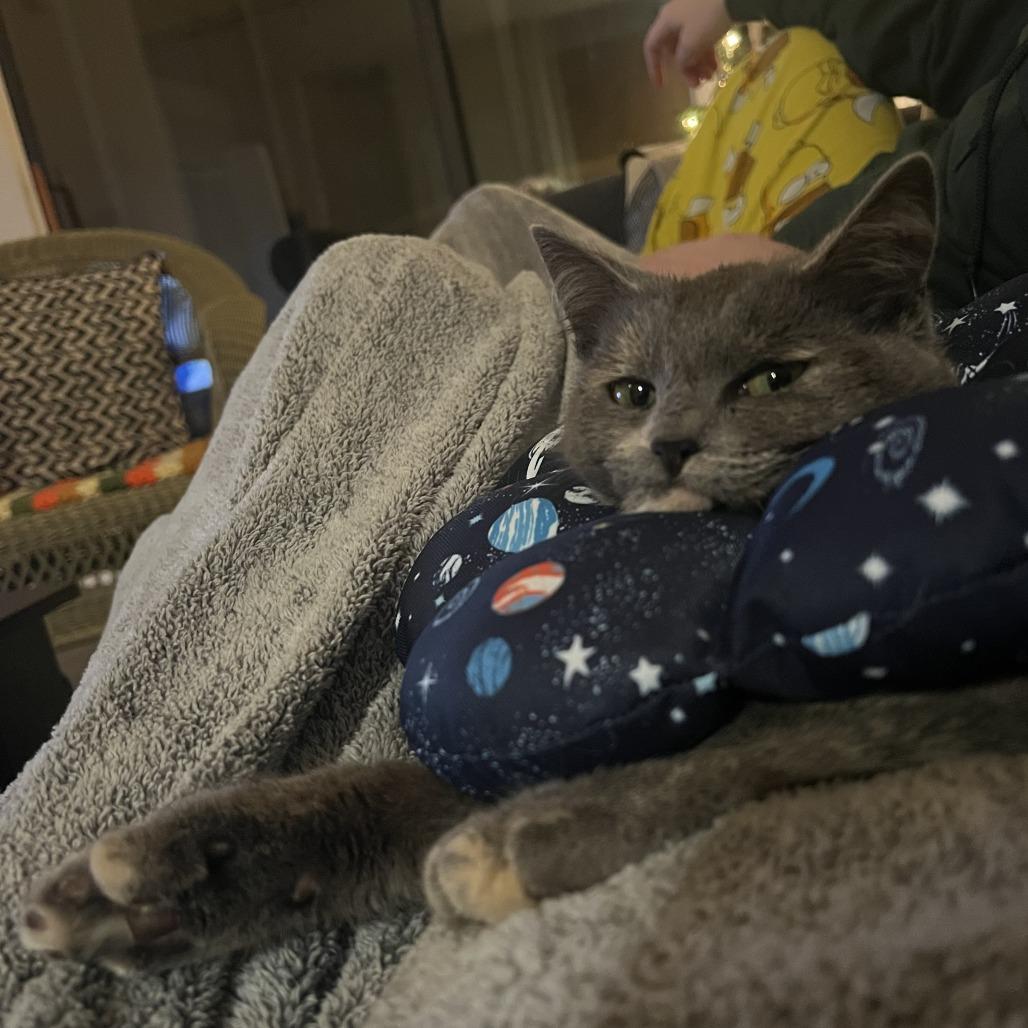 Chef — thumbnail 4