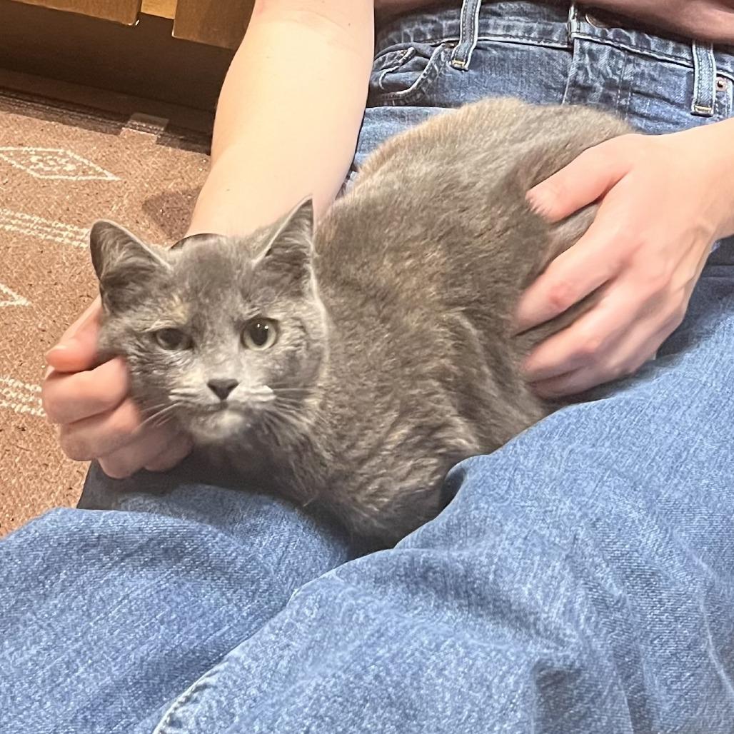 Chef — thumbnail 5