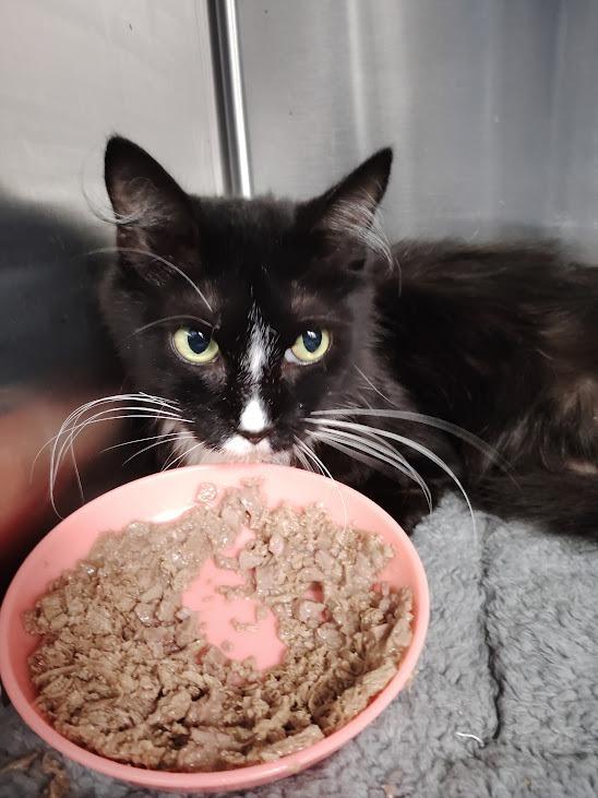 Enlarge Hiss, a Adoptable mixed breed in Republic, MO image 1/1