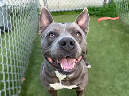 Elton, Adoptable, Adult Male American Bulldog & Mixed Breed.