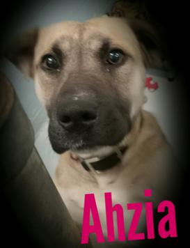 Ahzia, ADOPTABLE, Young Female German Shepherd Dog.