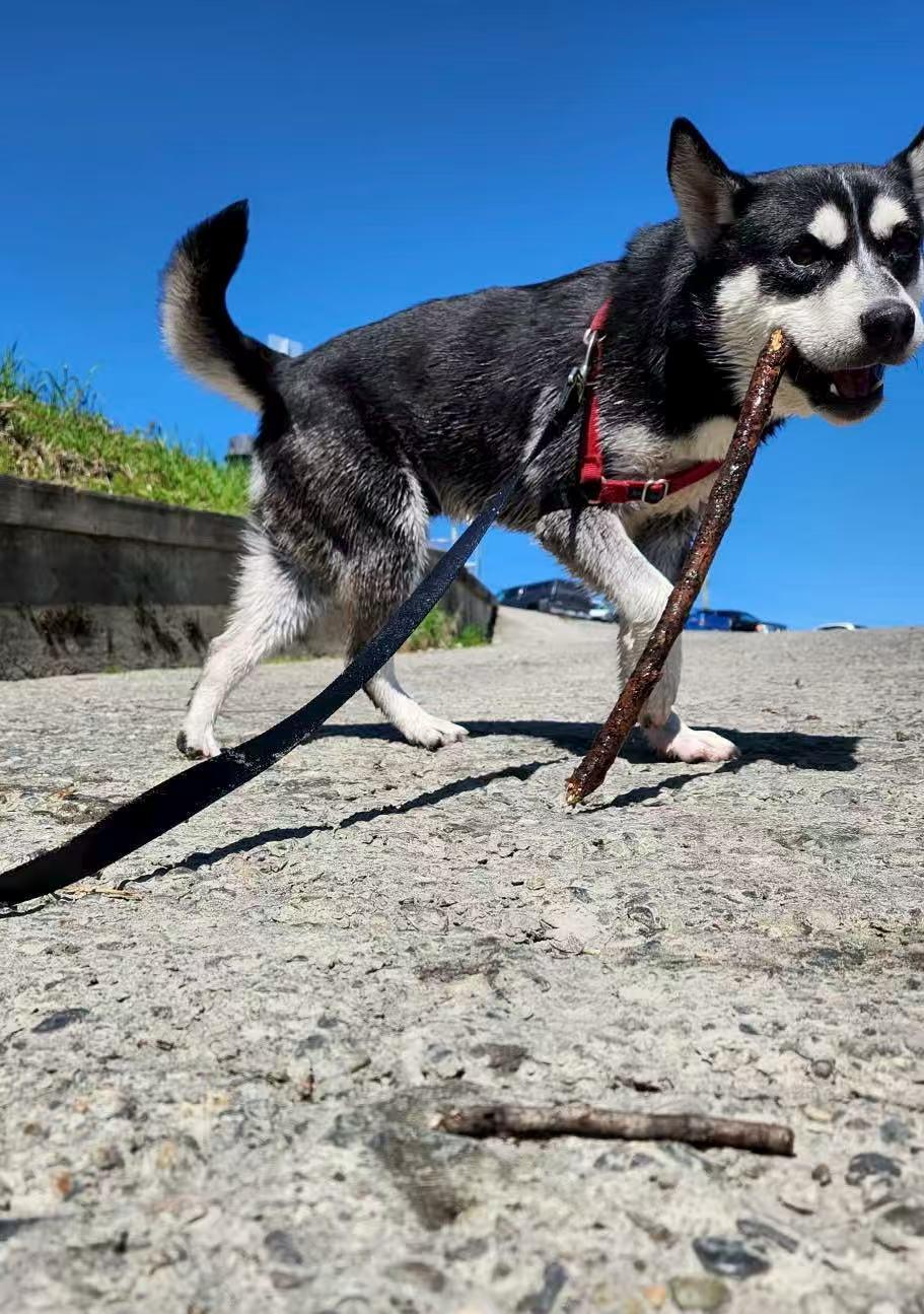 Knight, Adopted, Young Male Husky.