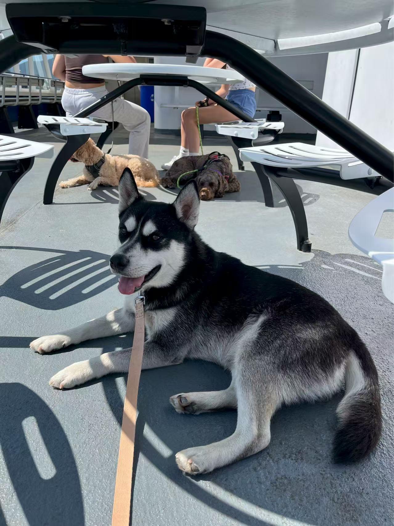 Enlarge Knight, a Adopted Husky in Mission, BC image 2/6