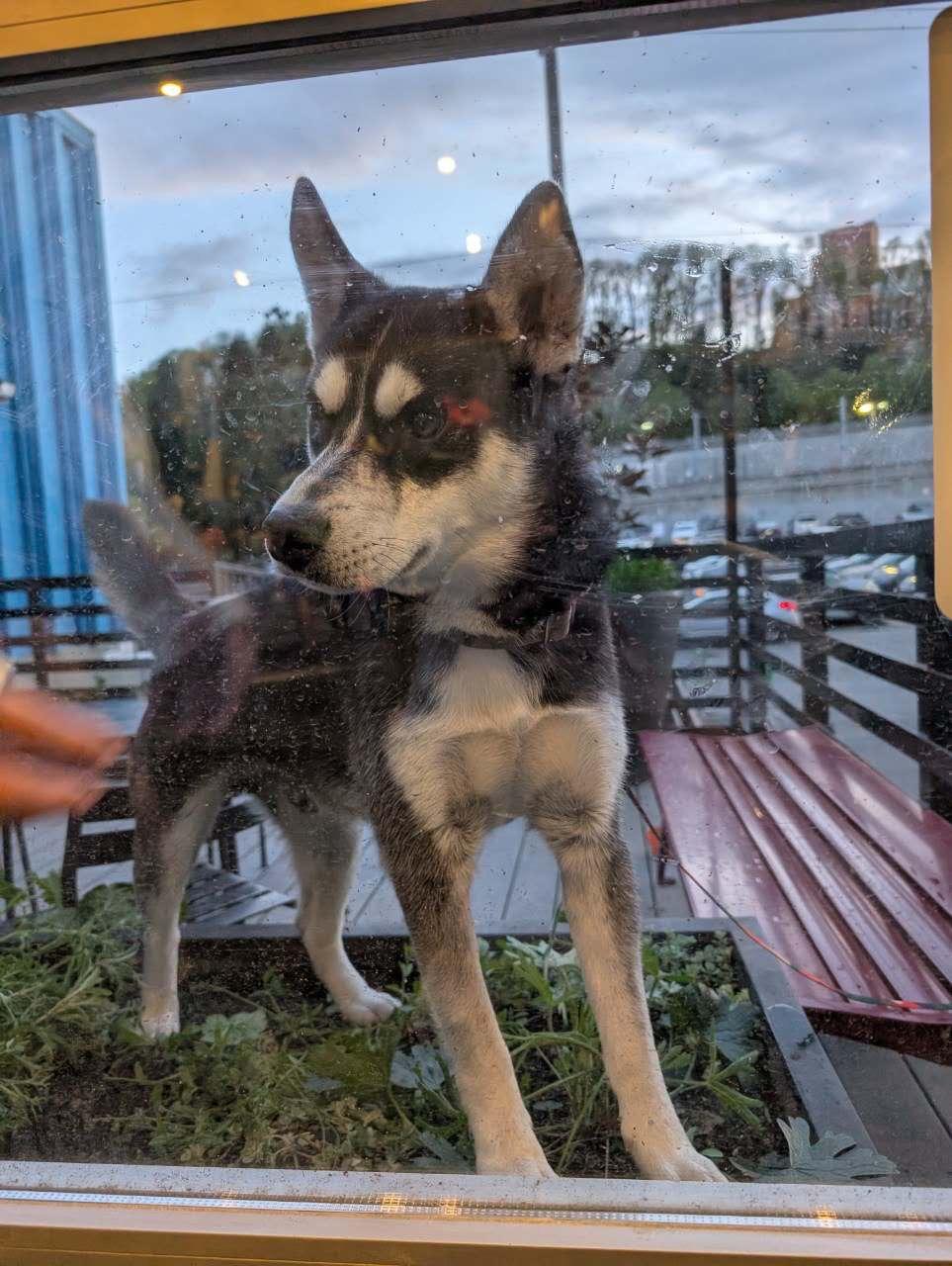 Enlarge Knight, a Adopted Husky in Mission, BC image 5/6