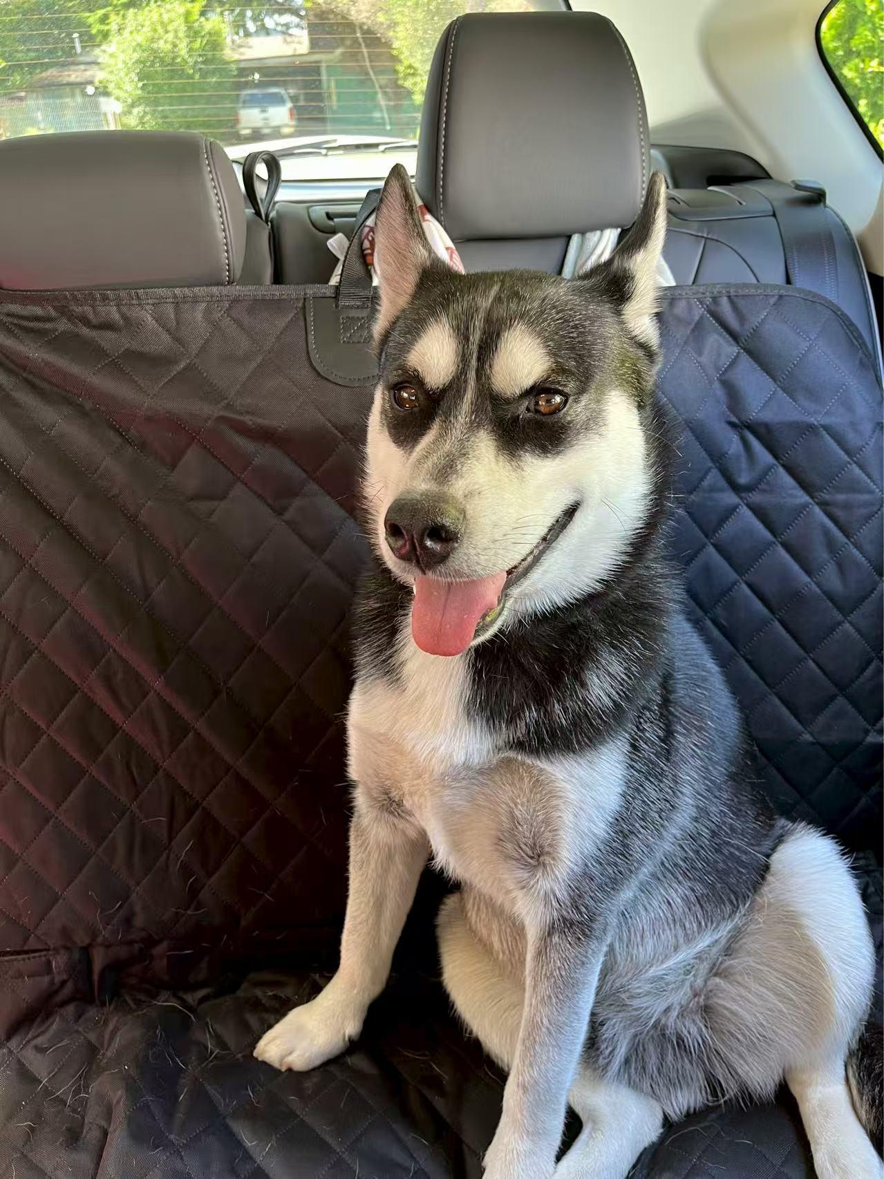 Enlarge Knight, a Adopted Husky in Mission, BC image 6/6