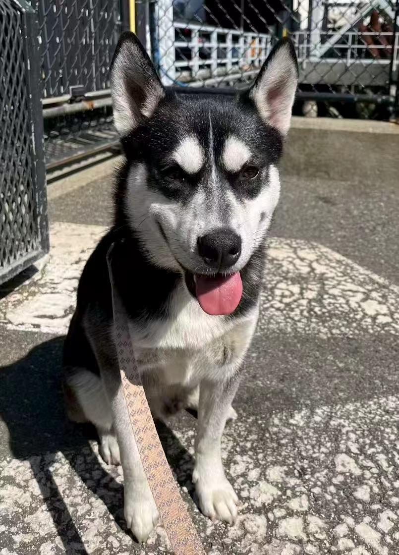 Enlarge Knight, a Adopted Husky in Mission, BC image 3/6