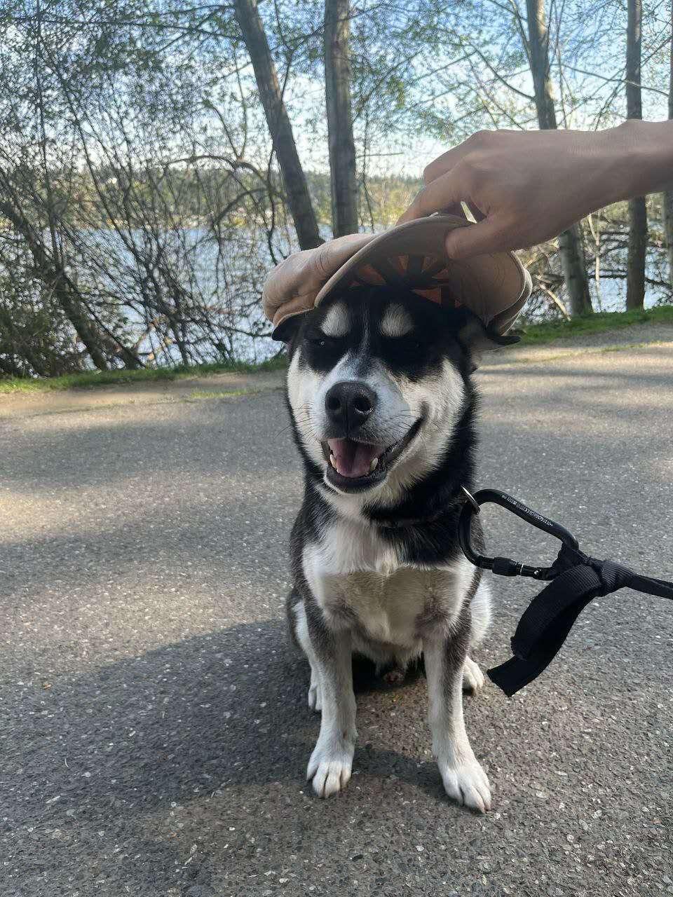 Knight, an adoptable Husky in Mission, BC, V2V 7A2 | Photo Image 2