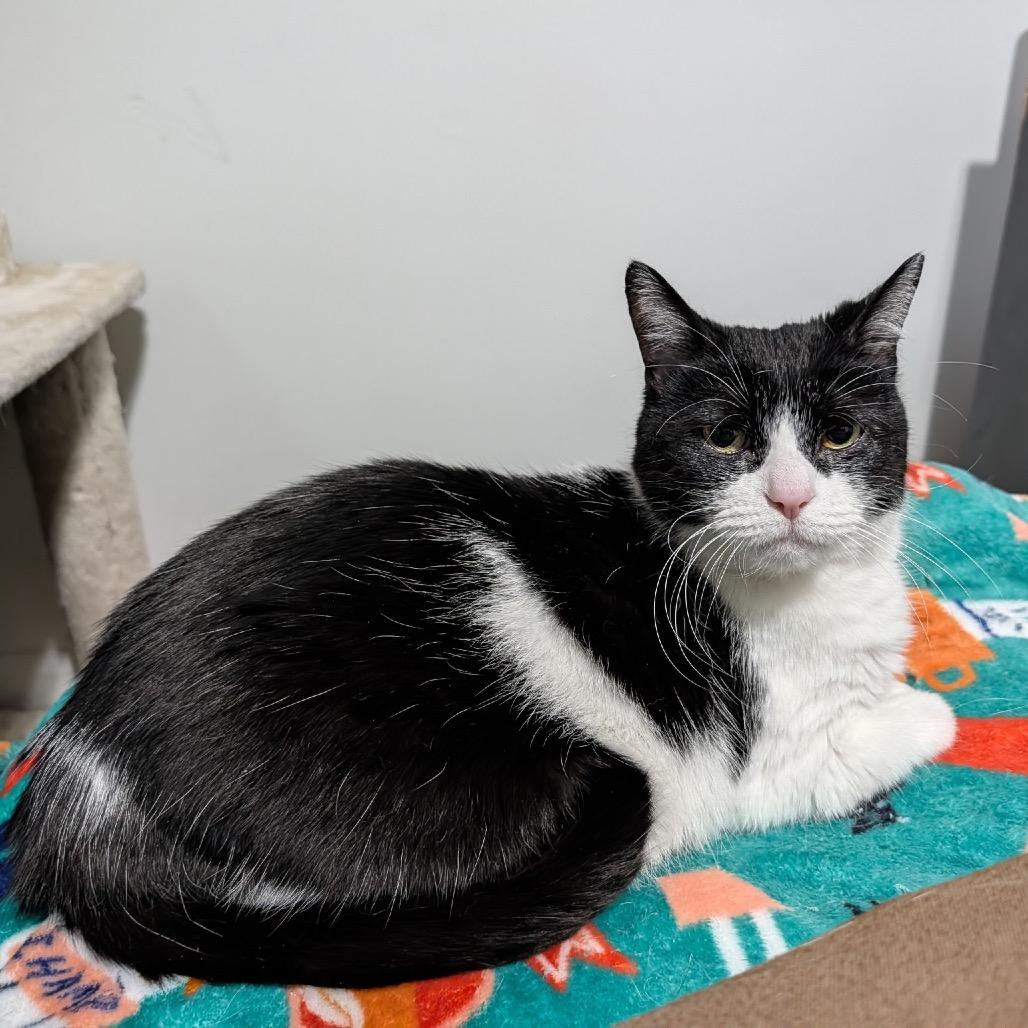 Enlarge Smooches, a Adoptable Domestic Short Hair in Ferndale, MI image 1/6