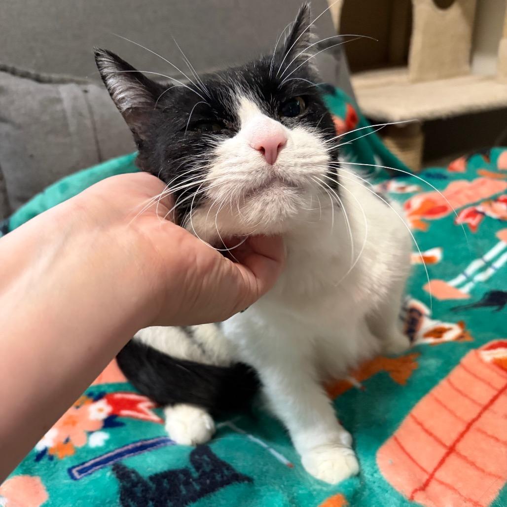 Enlarge Smooches, a Adoptable Domestic Short Hair in Ferndale, MI image 2/6