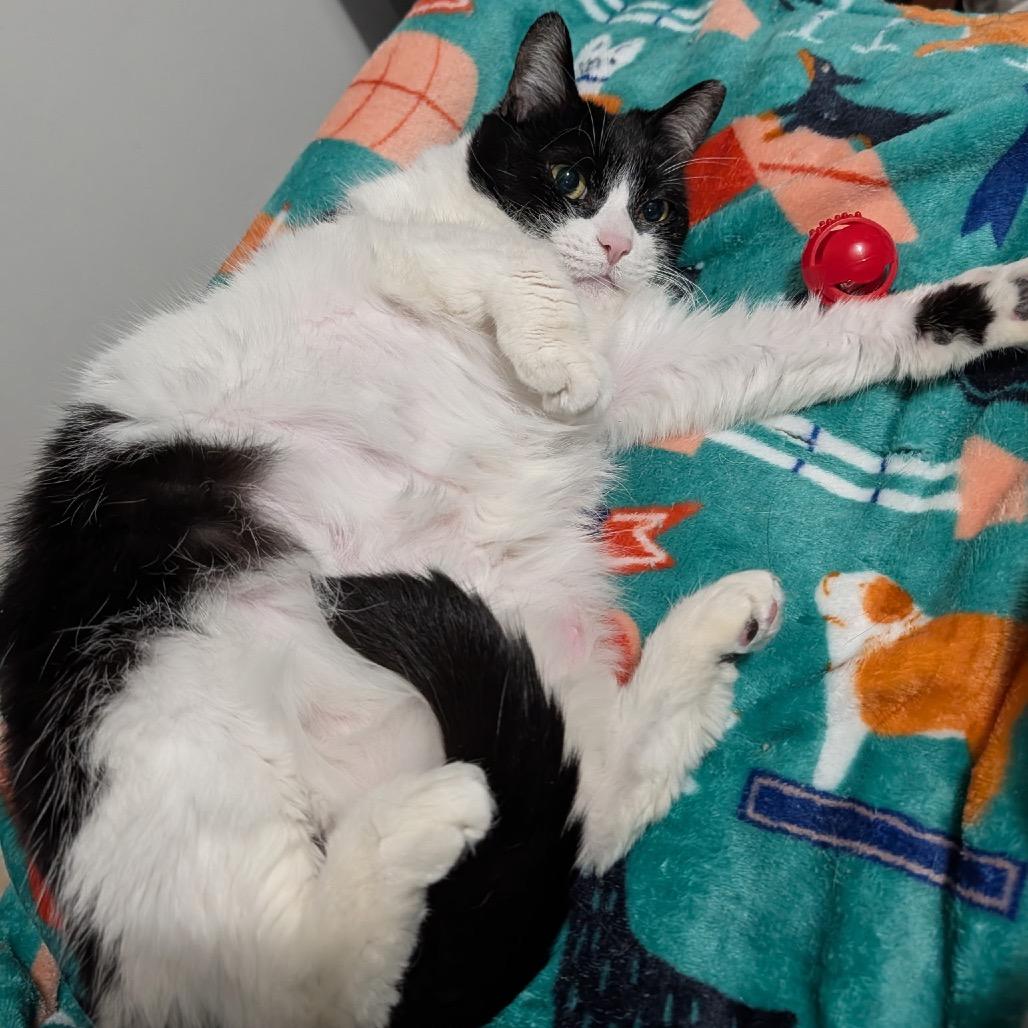 Enlarge Smooches, a Adoptable Domestic Short Hair in Ferndale, MI image 3/6