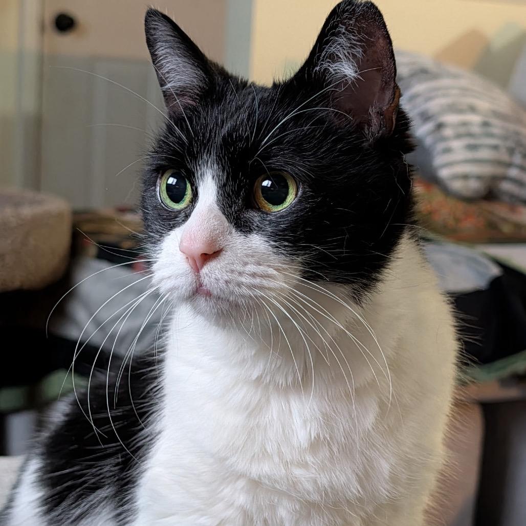 Enlarge Smooches, a Adoptable Domestic Short Hair in Ferndale, MI image 4/6