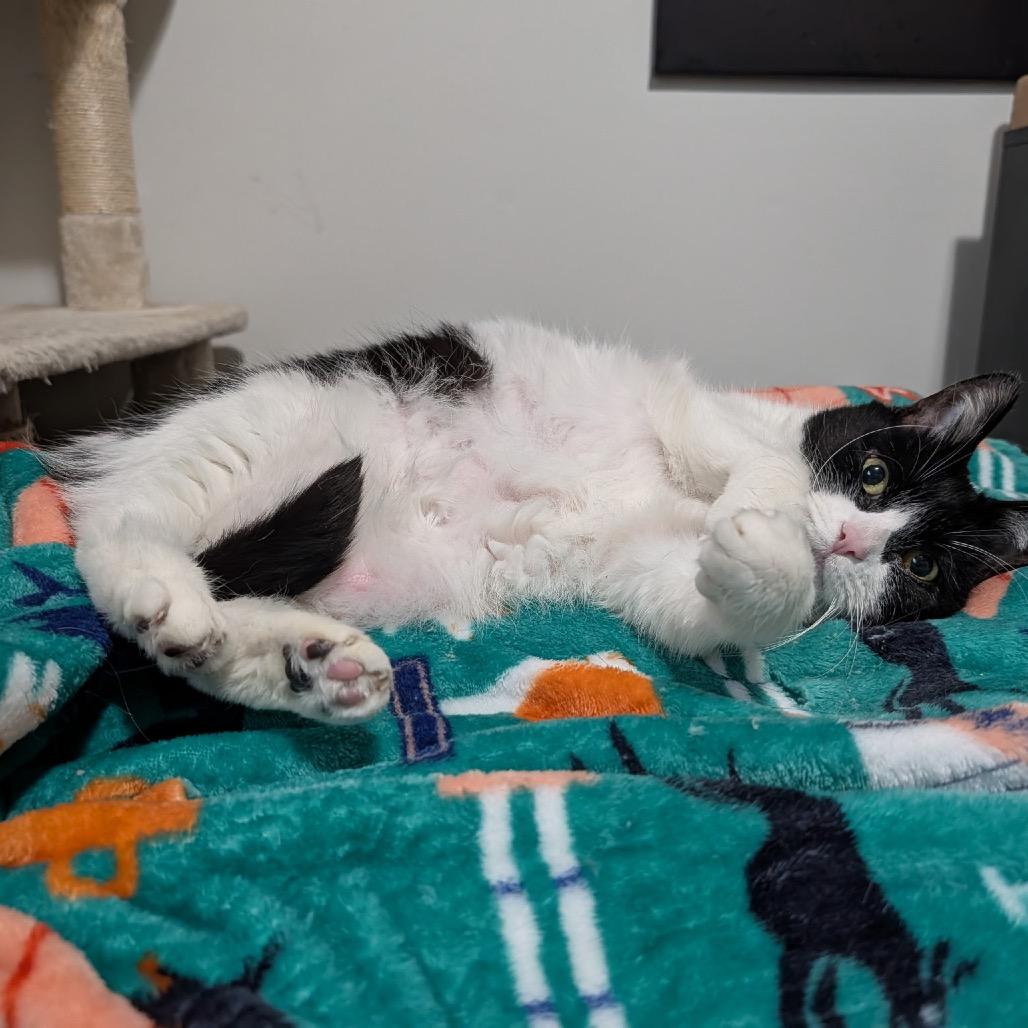 Enlarge Smooches, a Adoptable Domestic Short Hair in Ferndale, MI image 5/6
