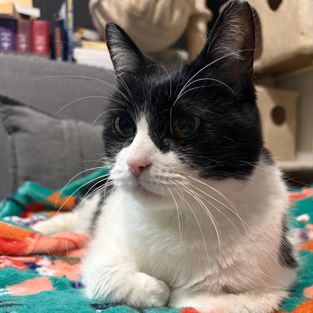 Enlarge Smooches, a Adoptable Domestic Short Hair in Ferndale, MI image 6/6