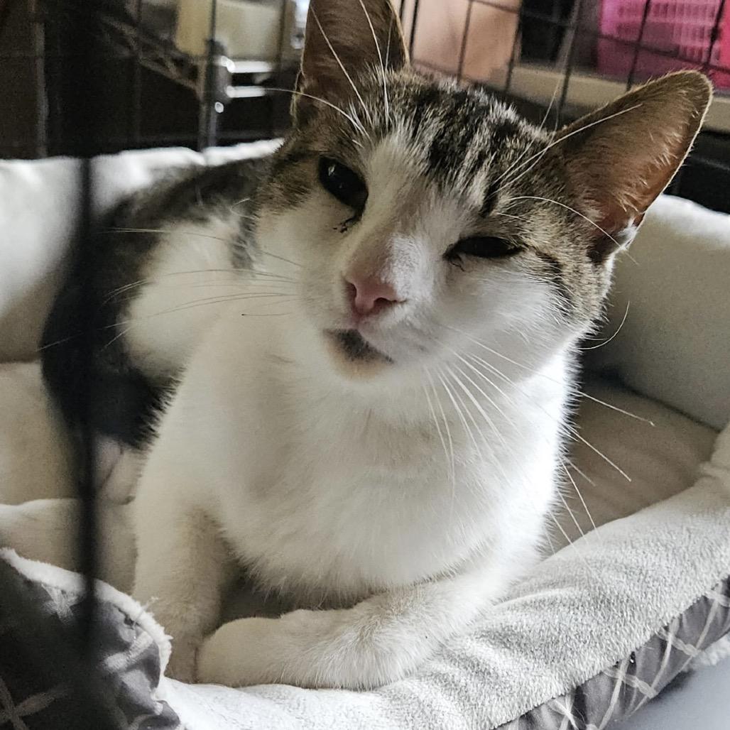Loo Loo, a Adoptable Domestic Short Hair in Ringtown, PA image 1/2